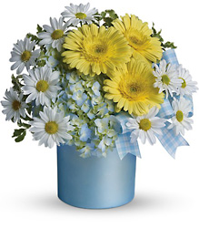 Teleflora's Once Upon a Daisy from Victor Mathis Florist in Louisville, KY